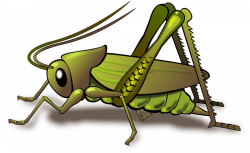 grasshopper png - Free PNG Images | TOPpng