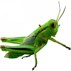 Grasshopper PNG Images Transparent Free Download | PNGMart.com