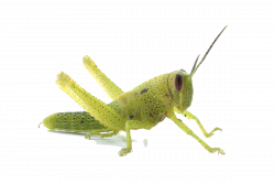 Grasshopper PNG Transparent Image | PNG Mart