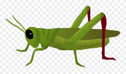 Grasshopper Clipart Mart - Grasshopper Png Transparent Png ...