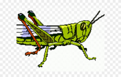 Grasshopper Clipart Grasshopper Wing - Png Download ...