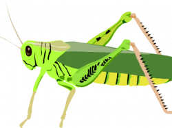 HD Locust Clipart Grasshopper Wing - Grasshopper Clip Art ...