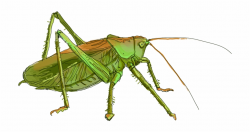 Grasshopper Png - Band Winged Grasshoppers Free PNG Images ...