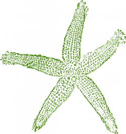 Dark Green Starfish Clip Art at Clker.com - vector clip art online ...