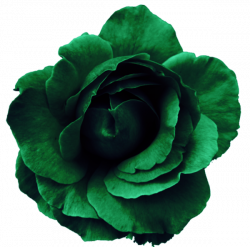 15 Green flower png for free download on mbtskoudsalg