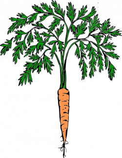 Carrot clipart carrot plant FREE for download on rpelm
