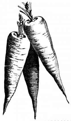 Carrot Clipart | jokingart.com