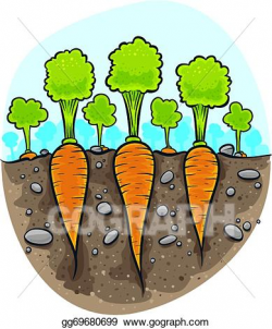 EPS Illustration - Carrots in the ground. Vector Clipart ...