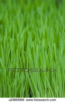 Free Ground Clipart grass floor, Download Free Clip Art on ...