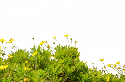 PNG Wildflowers Transparent Wildflowers.PNG Images. | PlusPNG