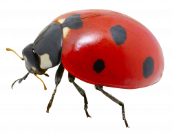 Ladybug PNG Image - PurePNG | Free transparent CC0 PNG Image Library