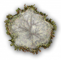 Index of /Mapping/Terrain/Plants/Trees