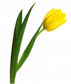 Yellow tulip PNG image | OBRÁZKY - VELIKONOCE / EASTER | Pinterest ...