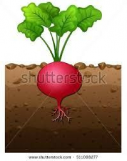 Image result for radish in ground clipart | Botany | Botany ...