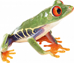 frog PNG image | Best of Polyvore | Pinterest | Frogs and Tree frogs