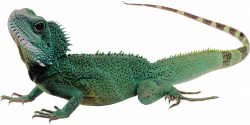 Lizard PNG images free download