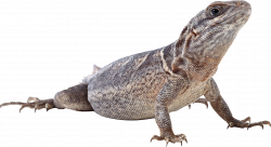 Lizard PNG images free download