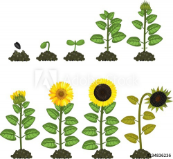 Sunflower life cycle. Growth stages from seed to flowering ...