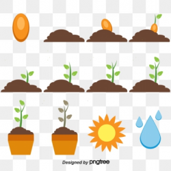 Plant Growth Png, Vector, PSD, and Clipart With Transparent ...