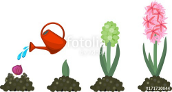 Hyacinth growth stage. Life cycle of garden hyacinth ...