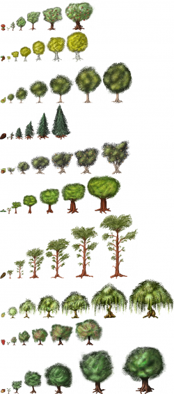 what are the stages of a trees growth - Google Search | Design ...