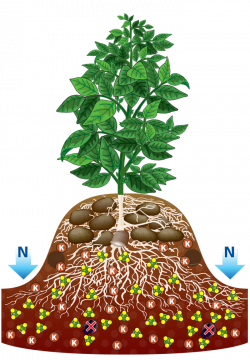 Plant with roots clip art - crazywidow.info