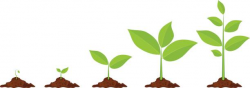 Plant growing clipart 5 » Clipart Station
