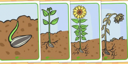 Life Cycle of a Sunflower Display Posters - Bean, growth ...