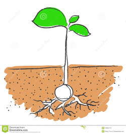 15 Growing Plant With Roots Vector Images - Seed Growing ...