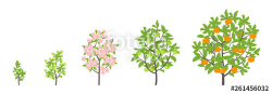 Mandarin tree growth stages. Vector illustration. Ripening ...