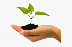 Plant Growth Png - Plant In Hand Transparent #1301685 - Free ...