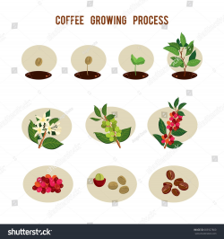 Plant seed germination stages. Process of planting and ...