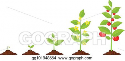 Vector Art - Growth of plant, from sprout to vegetable ...