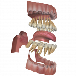 Anatomy Of Tooth And Gums Human Cyber Science 3D Learning Packages ...