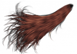 Hair PNG Image | PNG Mart