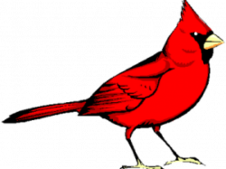 19 Cardinal clipart HUGE FREEBIE! Download for PowerPoint ...