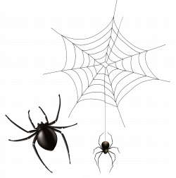 Spider and Cobweb PNG Clipart Image | Gallery Yopriceville - High ...
