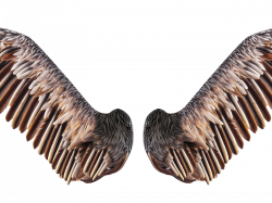 Realistic Bird Wings PNG Free Stock Image (Isolated-Objects ...