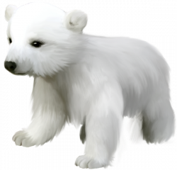 Cute Small Polar Bear PNG Clipart | Clip Art Zoo | Pinterest | Polar ...