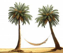 Hammock Between Palm Trees transparent PNG - StickPNG