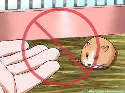 How to Tame a Dwarf Hamster: 11 Steps (with Pictures) - wikiHow
