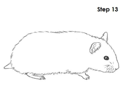 Hamster Drawing 13 | 老鼠 in 2019 | Drawings, Animal ...
