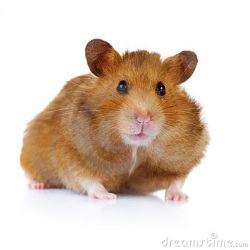Hamster Clipart | Clipart Panda - Free Clipart Images