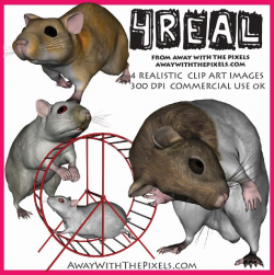 Hamster Clipart - Realistic Animal Clipart for Teachers