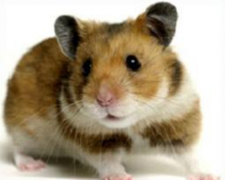 Hamster Clipart & Look At Clip Art Images - ClipartLook
