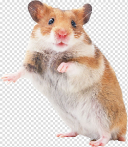 Hamster Mouse Pocket pet Rodent, mouse transparent ...