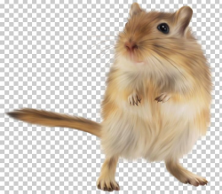Gerbil Golden Hamster Rodent Mouse PNG, Clipart, Animal ...