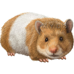 54+ Hamster Clipart | ClipartLook