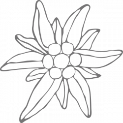Edelweiss Drawing at GetDrawings.com | Free for personal use ...