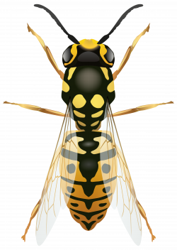 Wasp Clipart | Clipart Panda - Free Clipart Images
